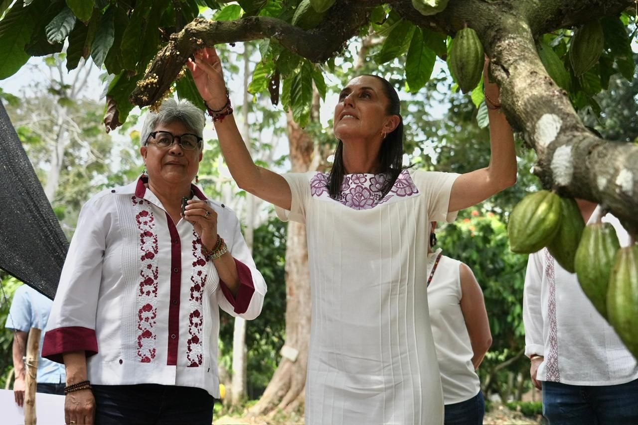 Precio justo al cacao impulsa economía en Tabasco